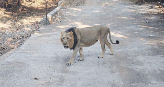 Beaches and wildlife